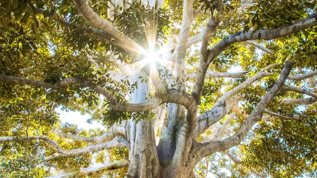 Il sole che filtra attraverso i rami di un grande albero.