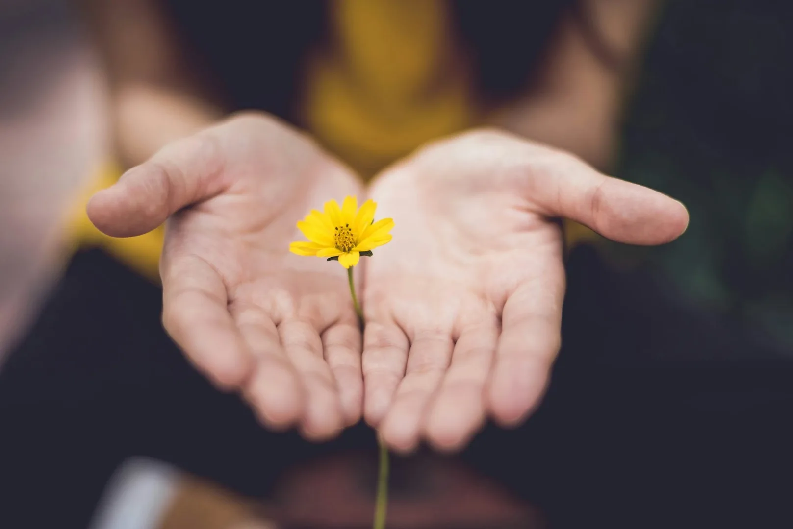 Due mani a coppa che tengono un piccolo fiore giallo.