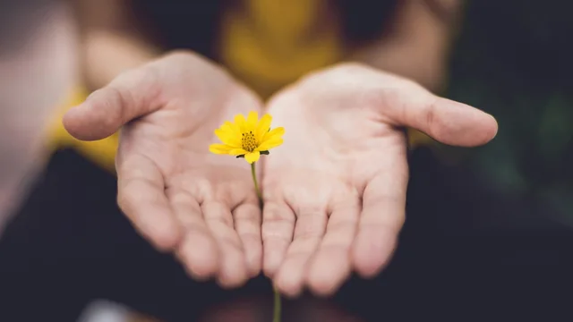 Due mani a coppa che tengono un piccolo fiore giallo.