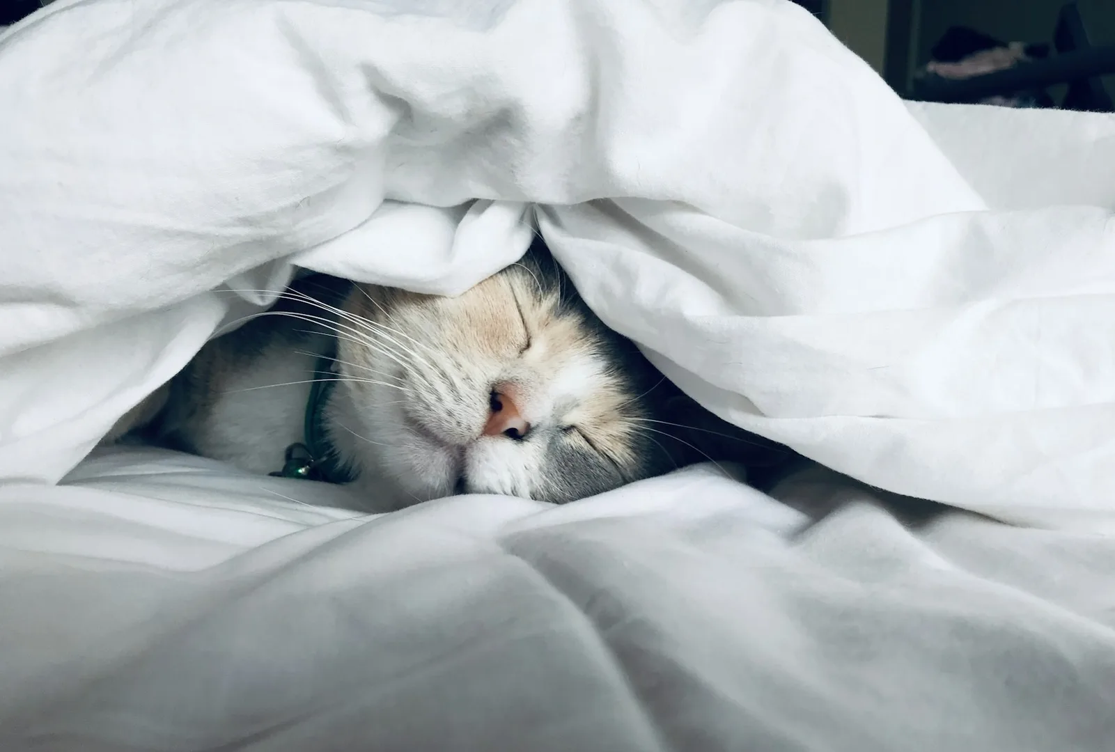 Un gatto bianco addormentato sotto un piumone.