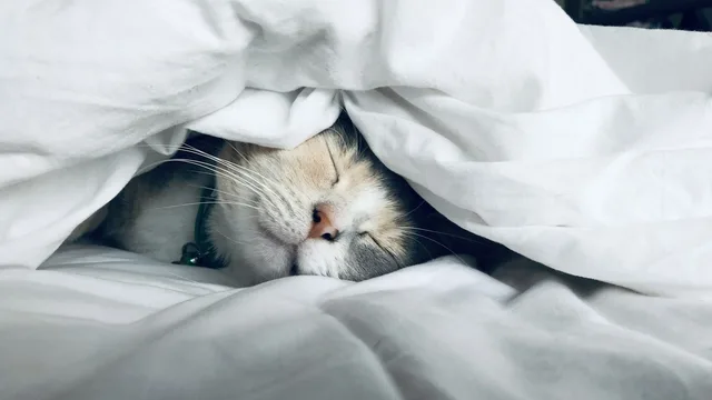 Un gatto bianco addormentato sotto un piumone.
