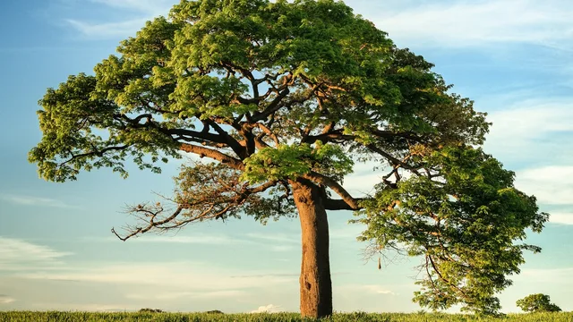 Un grande albero isolato in un campo, sotto un cielo aperto.