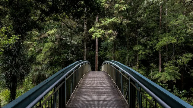 Un ponte di legno che attraversa un bosco fitto.