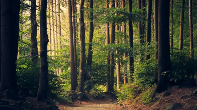 Un sentiero fra alberi alti, illuminato dal sole di taglio.