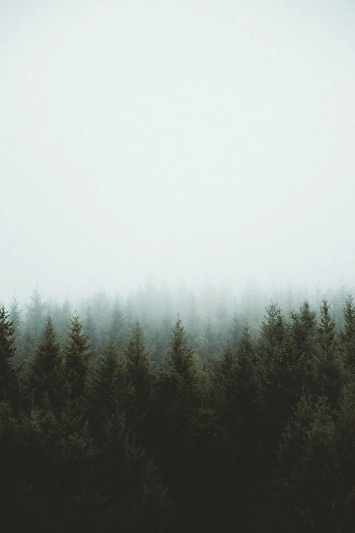 Un bosco di conifere nella nebbia, sotto un cielo pallido.