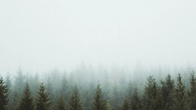 Un bosco di conifere nella nebbia, sotto un cielo pallido.