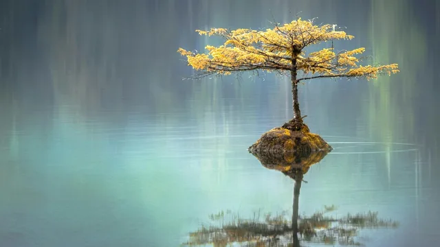 Un albero solitario su uno scoglio, riflesso in acqua ferma.